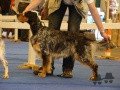 Setter Anglais CRAZY DU FIEF DE LA GARENNE Setter Anglais CRAZY DU FIEF DE LA GARENNE